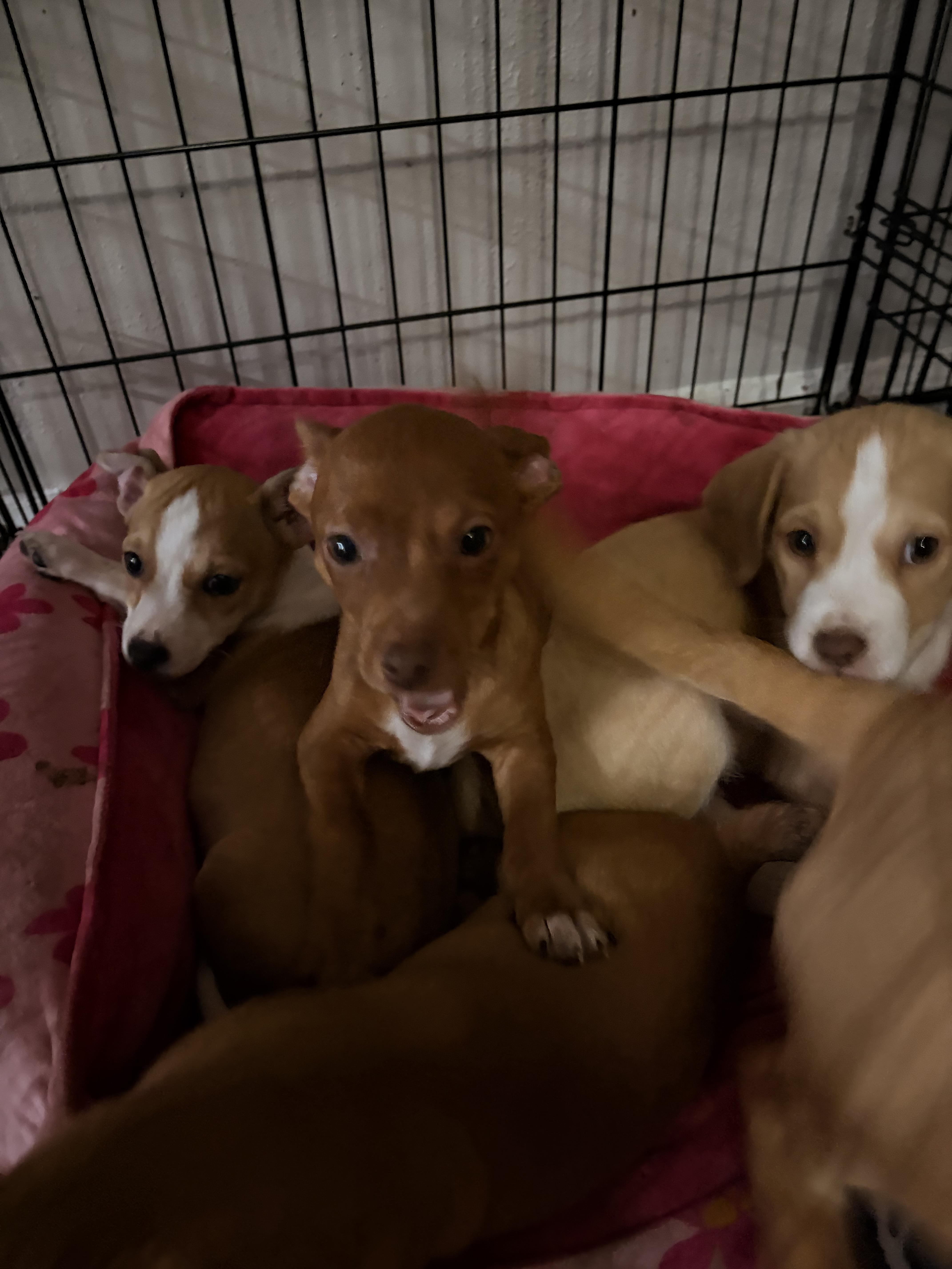 Enlarge Red, a ADOPTABLE mixed breed in Byron, IL image 5/6