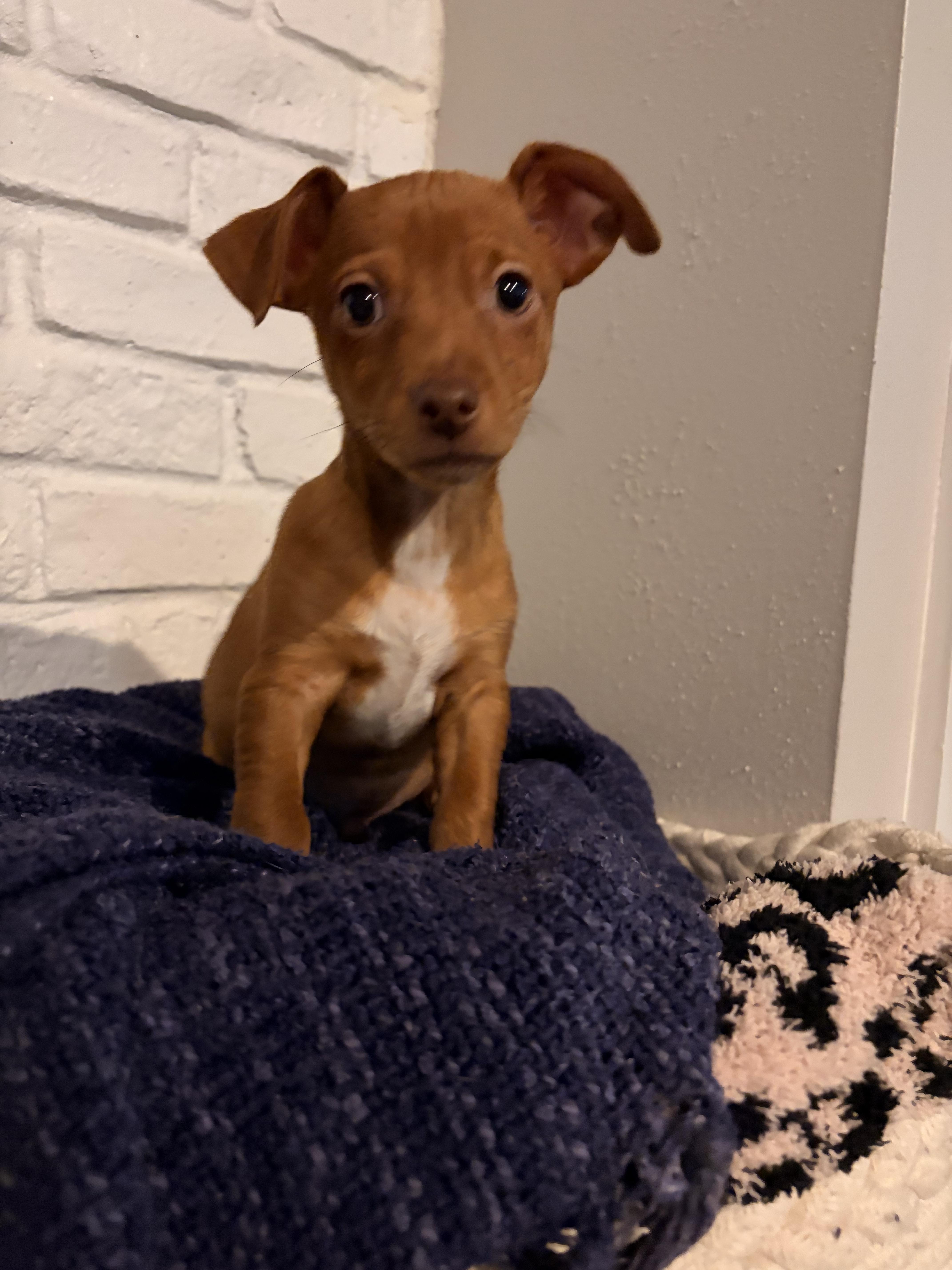 Enlarge Red, a ADOPTABLE mixed breed in Byron, IL image 1/6