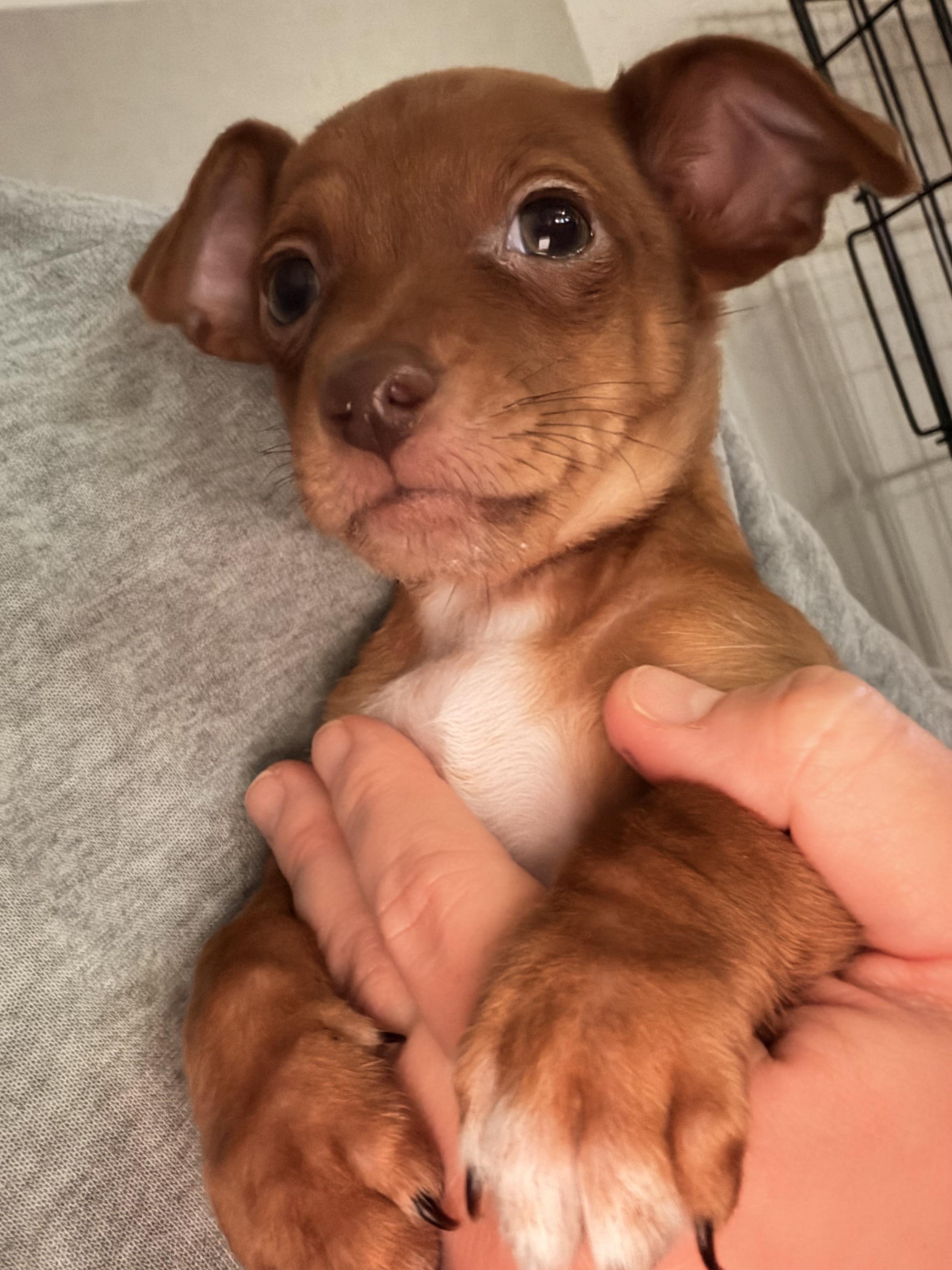 Enlarge Red, a ADOPTABLE mixed breed in Byron, IL image 6/6