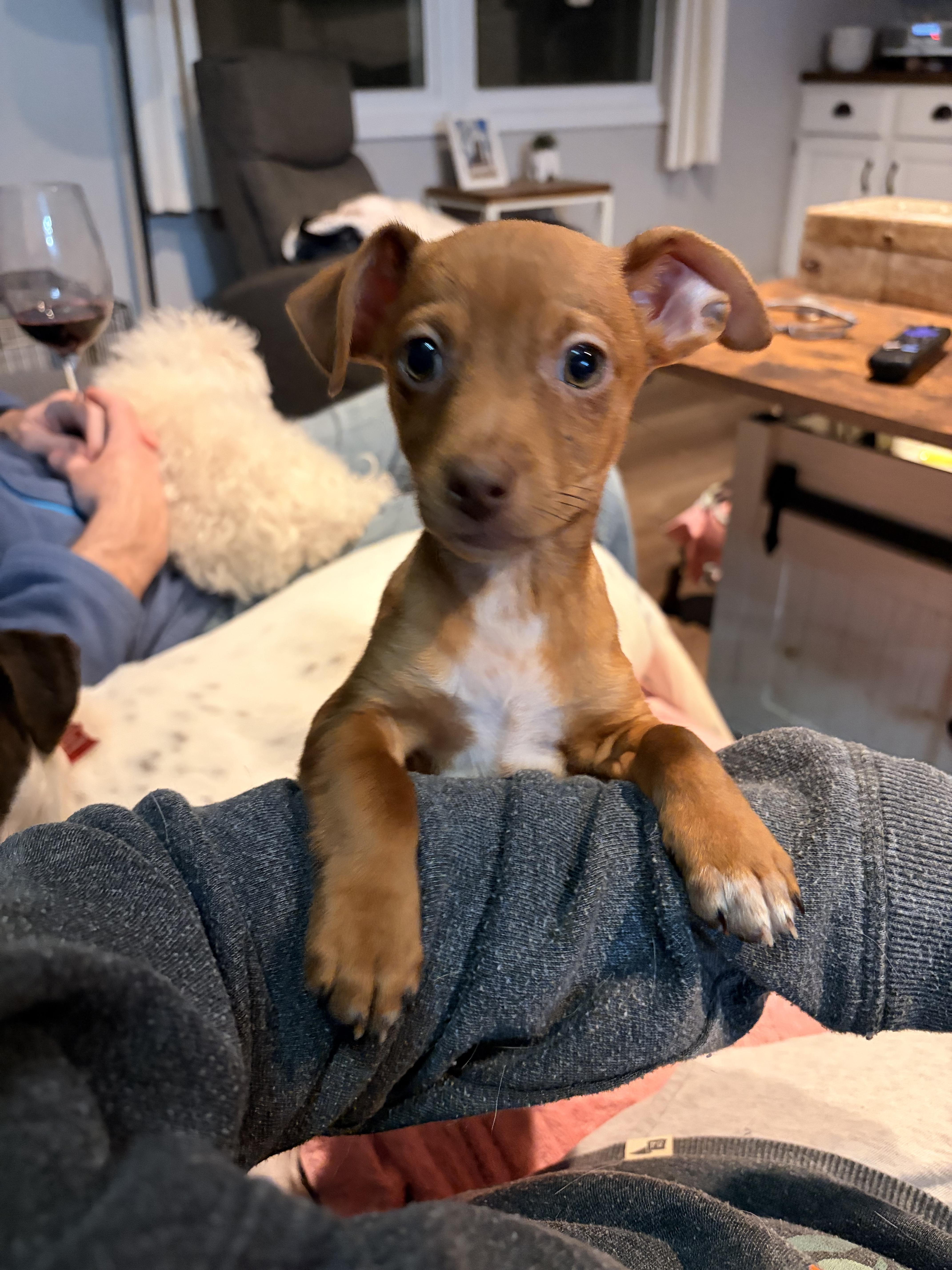 Enlarge Red, a ADOPTABLE mixed breed in Byron, IL image 3/6