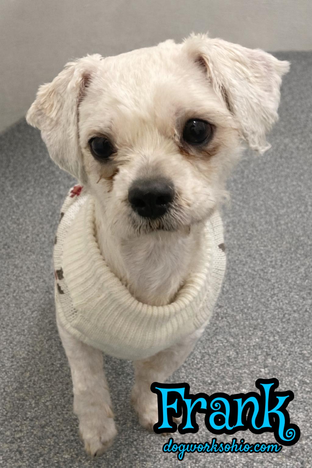 Frankie, Adoptable, Adult Male Lhasa Apso.