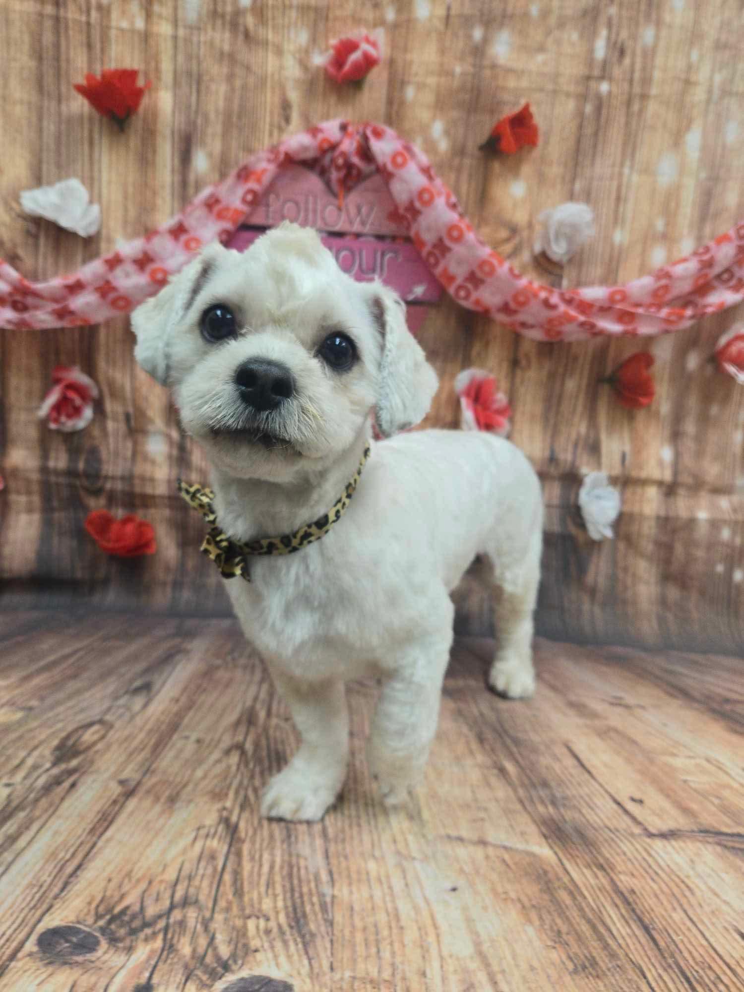 Frankie, Adoptable, Adult Male Lhasa Apso.