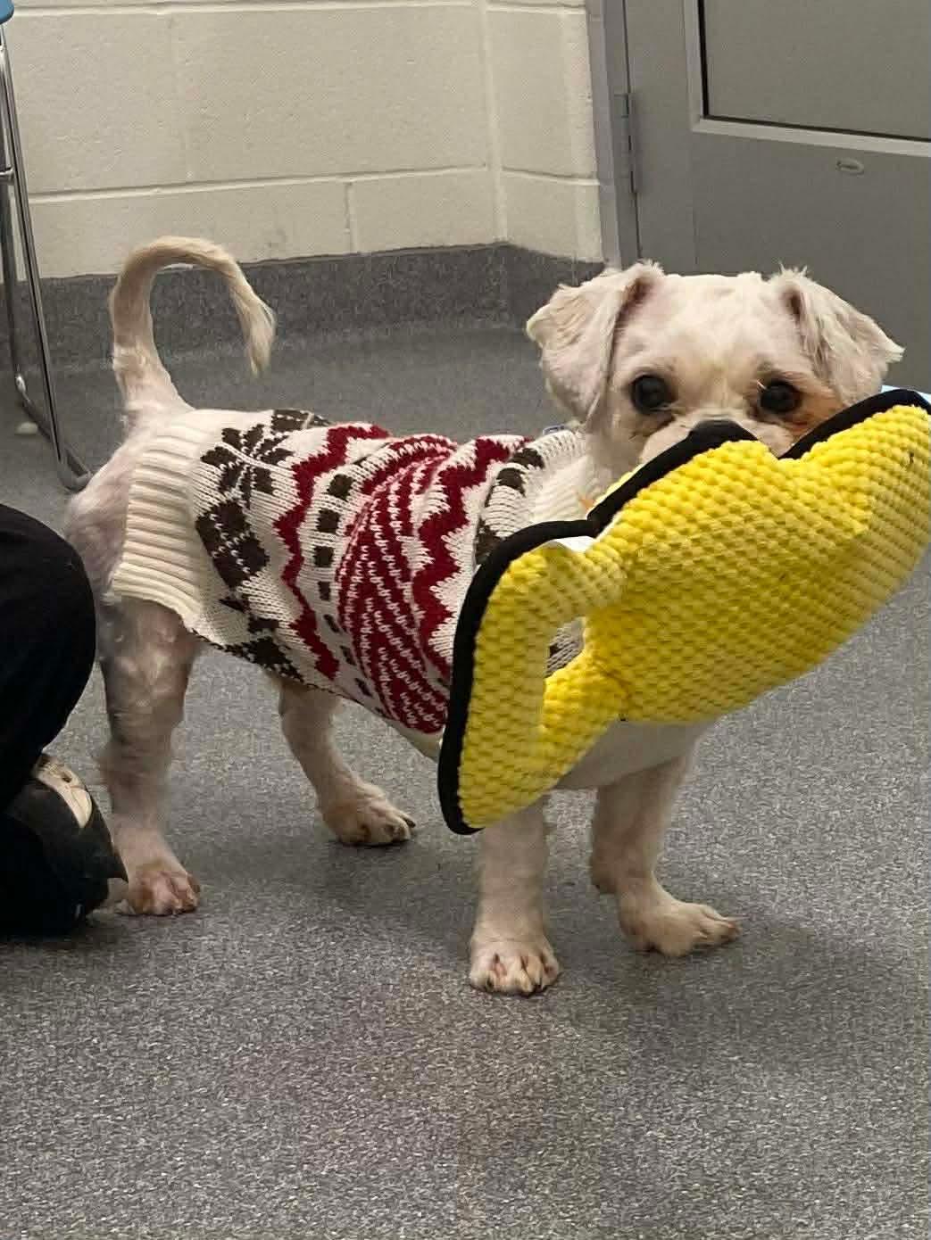 Enlarge Frankie, a Adoptable mixed breed in Toledo, OH image 2/3