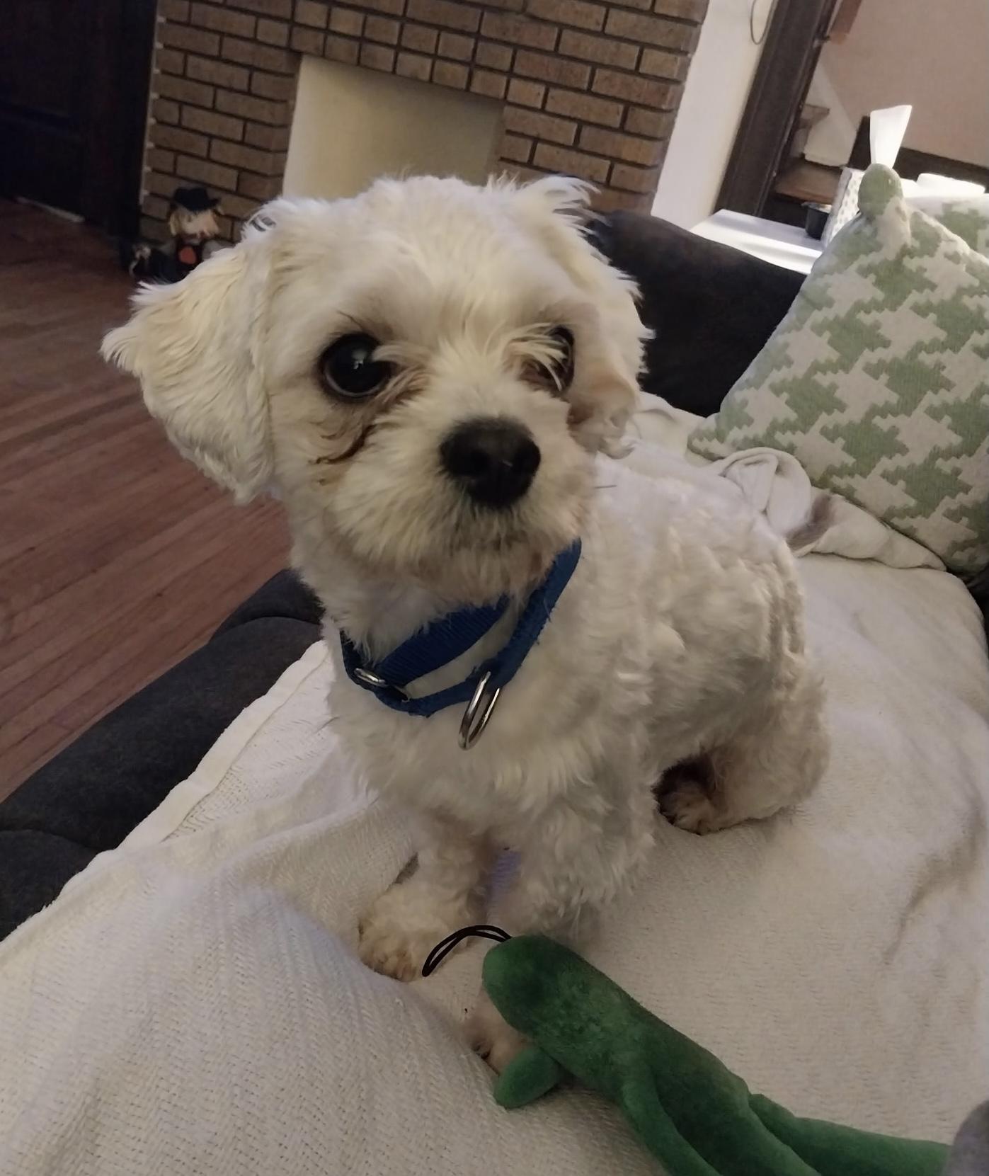 Enlarge Frankie, a Adoptable mixed breed in Toledo, OH image 4/5