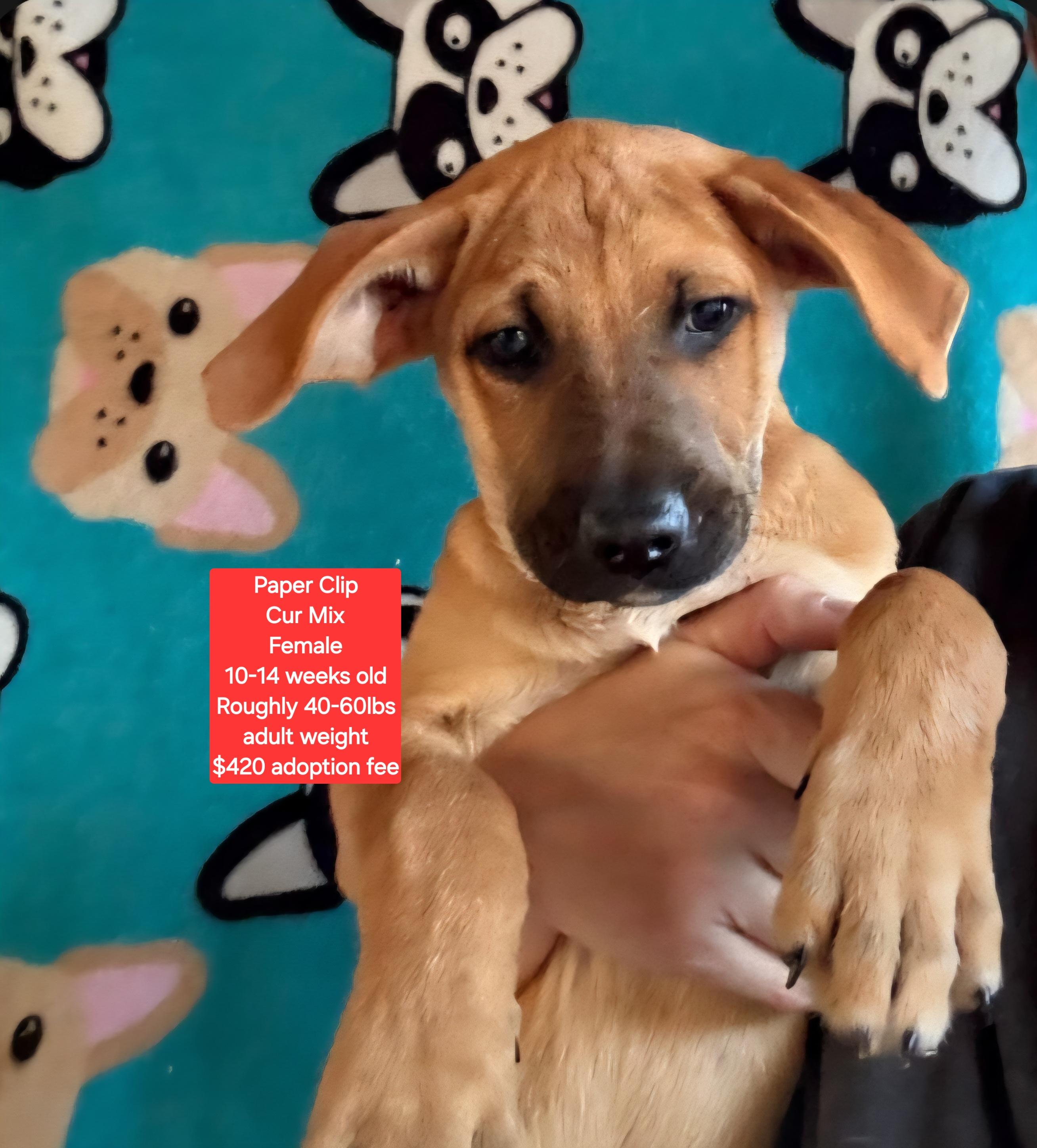 Paper Clip, Adoptable, Puppy Female Black Mouth Cur.