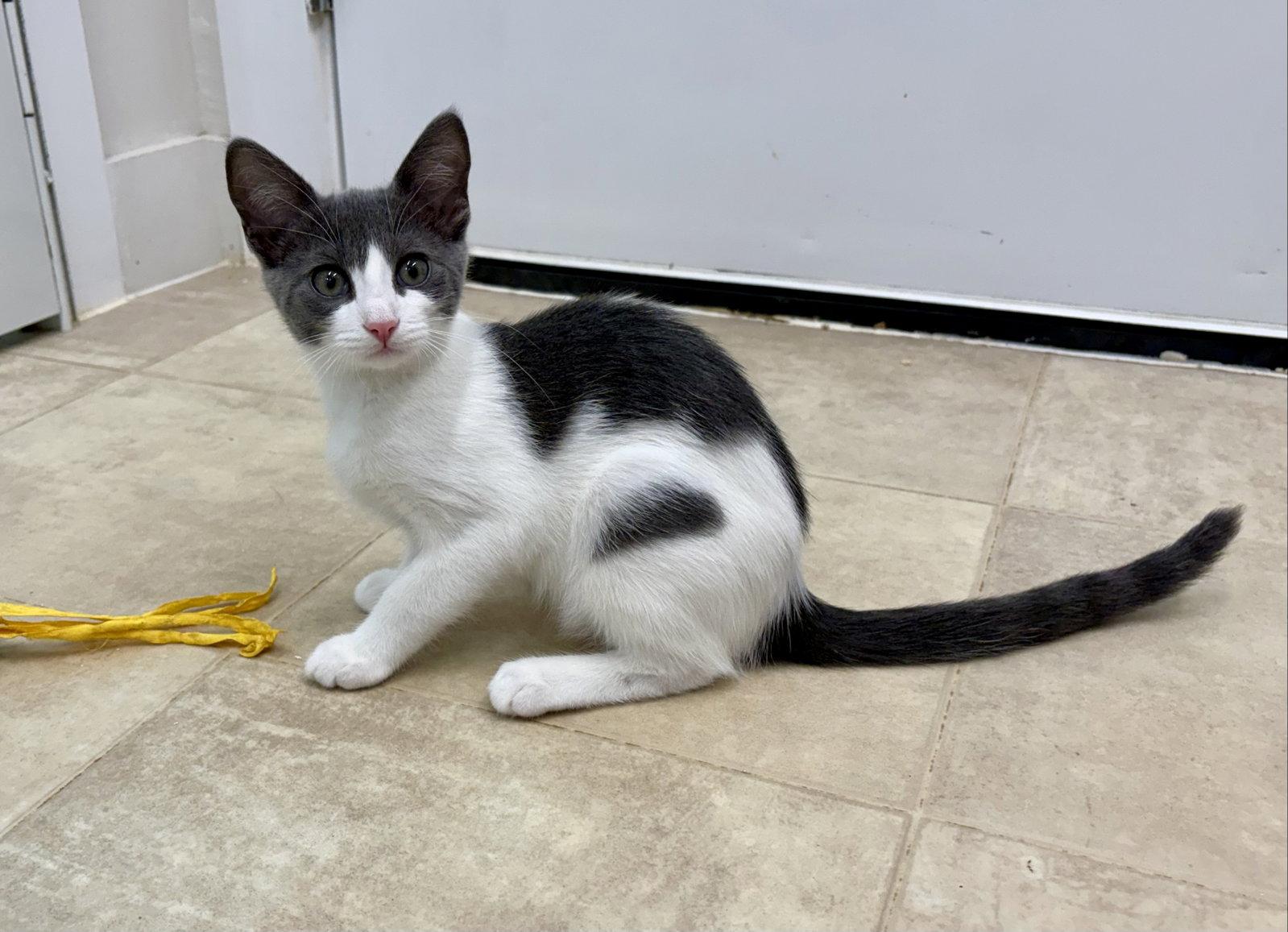 Rosie, Adoptable, Young Female Domestic Short Hair.