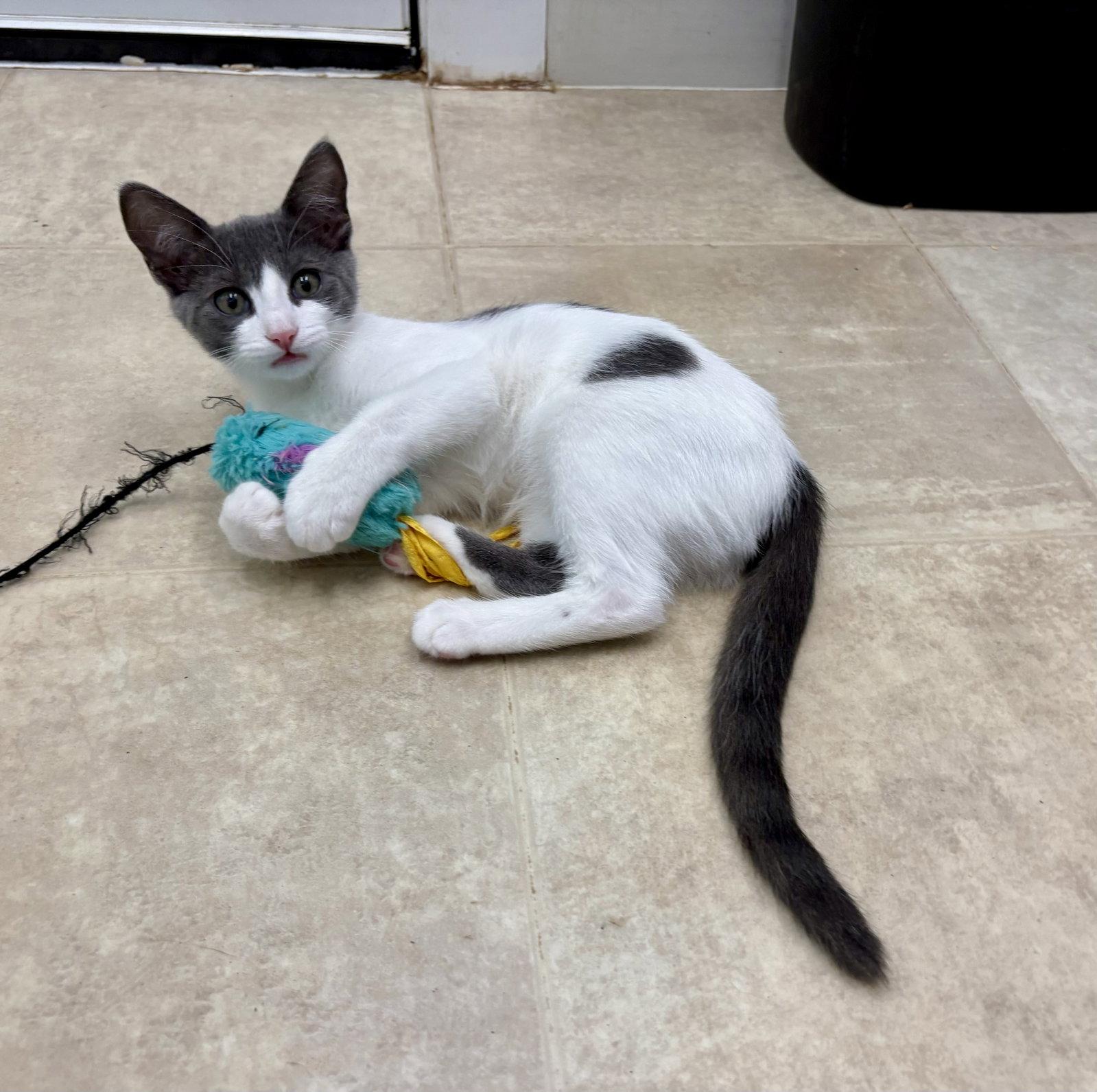 Enlarge Rosie, a Adoptable Domestic Short Hair in Mc Cormick, SC image 3/3