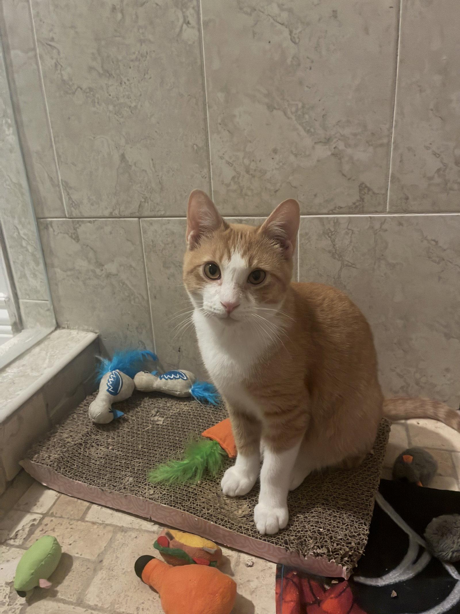 Enlarge Charlie Ray, a Adopted mixed breed in Cincinnati, OH image 2/3