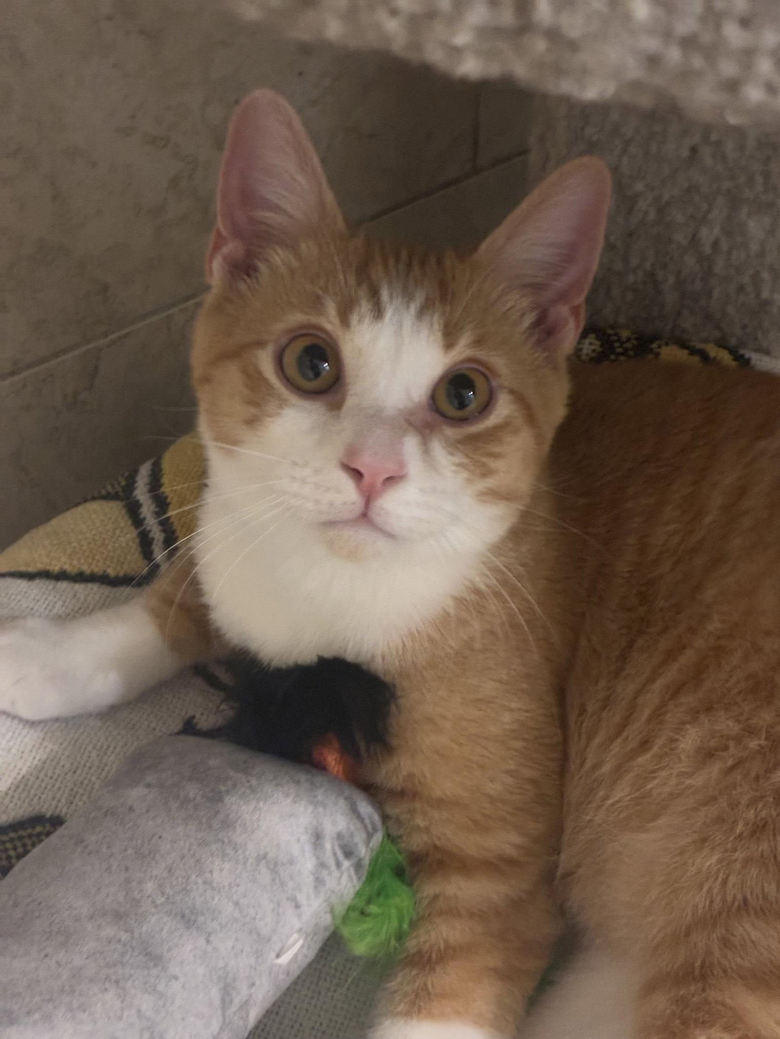 Enlarge Charlie Ray, a Adopted mixed breed in Cincinnati, OH image 3/3