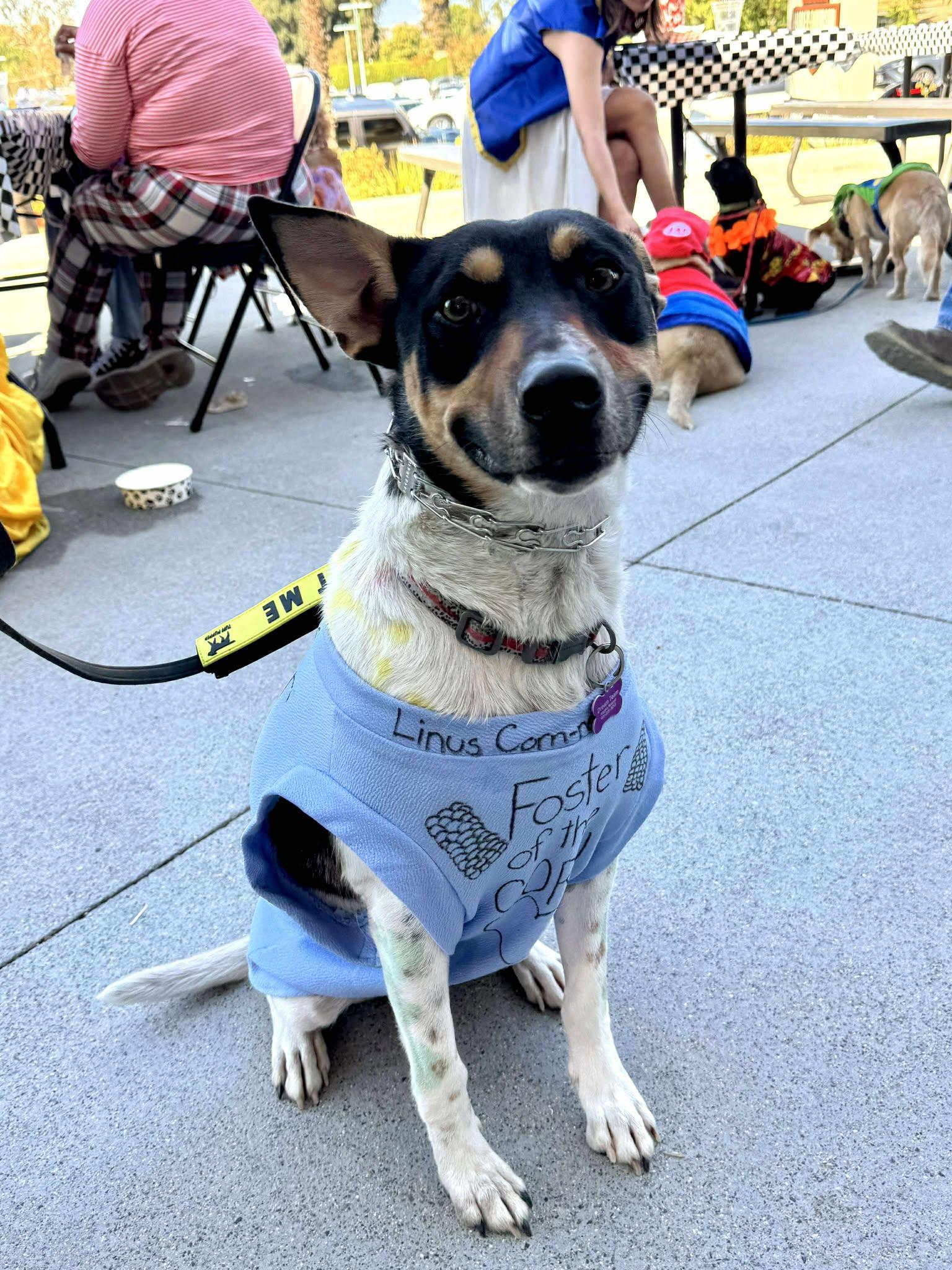 Enlarge Linus, a Adoptable mixed breed in San Bernardino, CA image 4/6