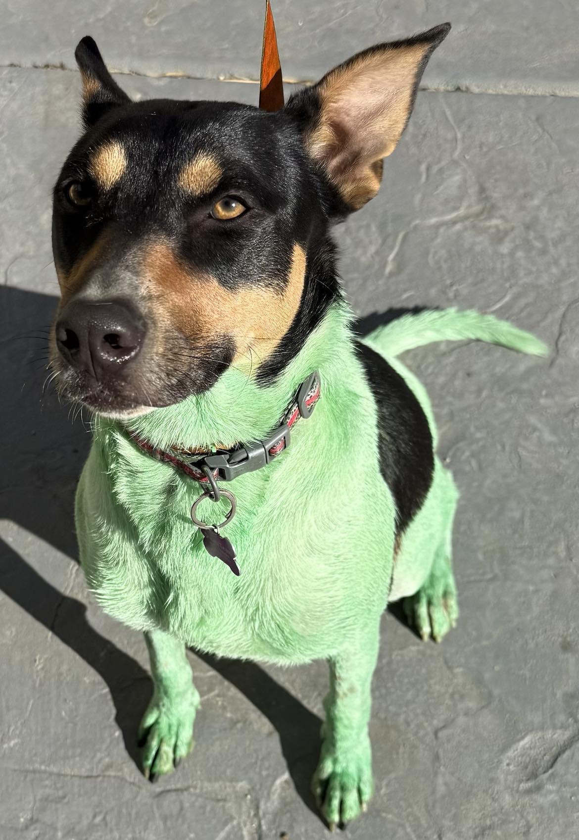 Enlarge Linus, a Adoptable mixed breed in Grand Terrace, CA image 1/6