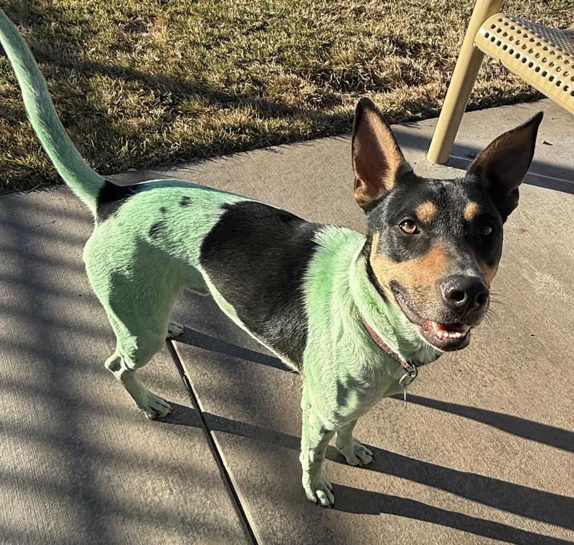 Enlarge Linus, a Adoptable mixed breed in Grand Terrace, CA image 2/6