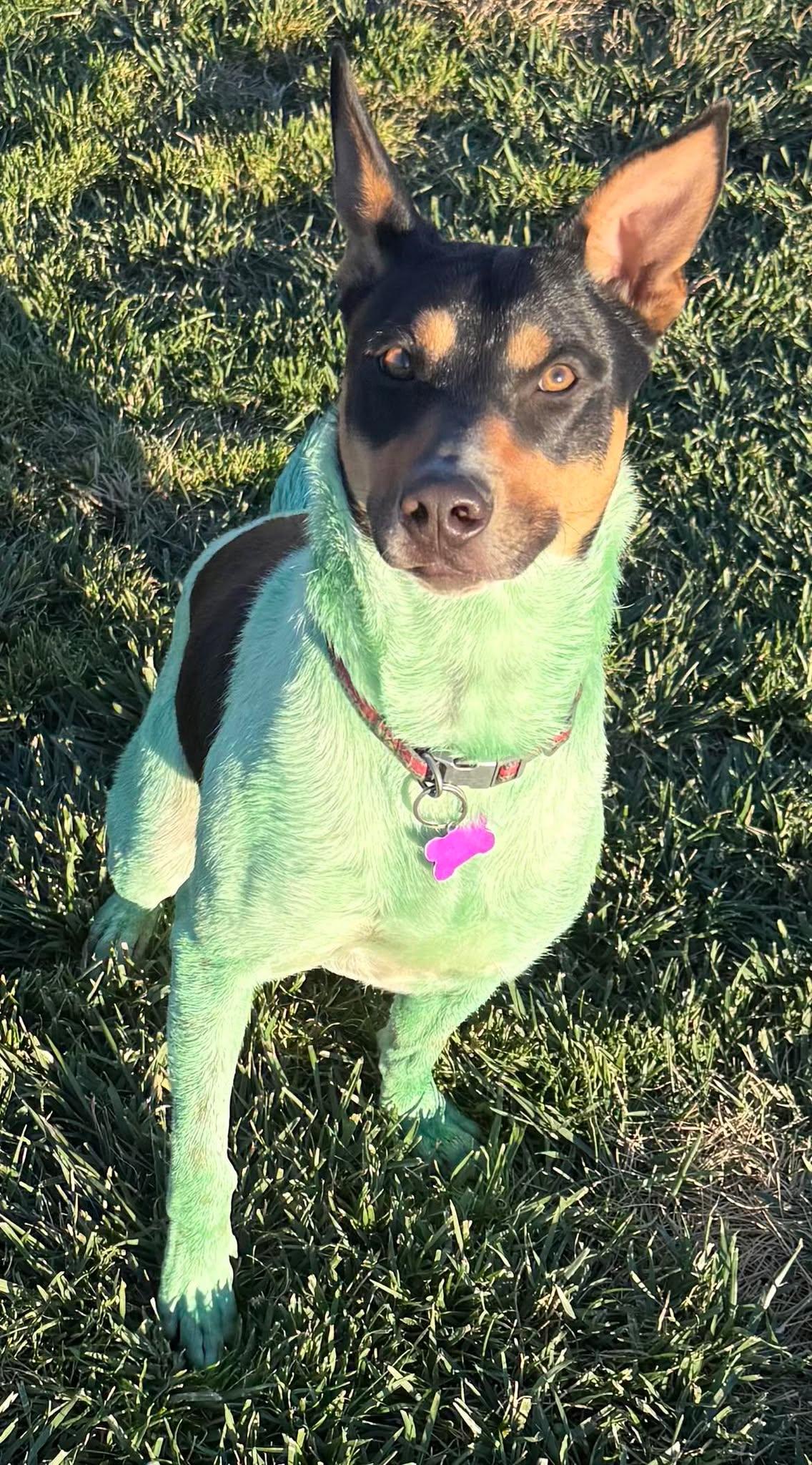 Enlarge Linus, a Adoptable mixed breed in Grand Terrace, CA image 3/6