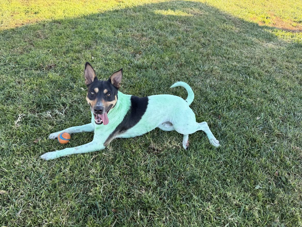 Enlarge Linus, a Adoptable mixed breed in Grand Terrace, CA image 4/6