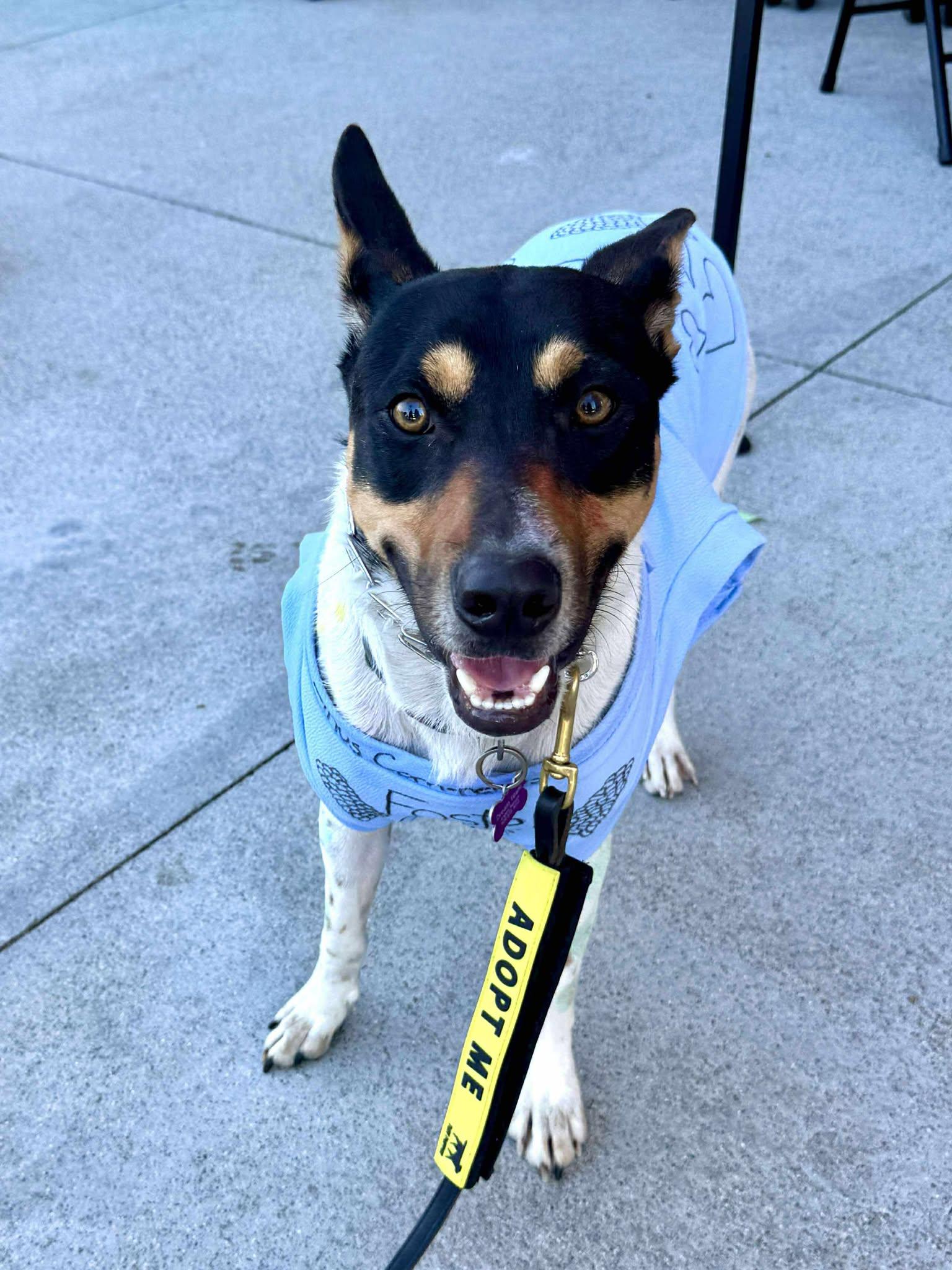 Enlarge Linus, a Adoptable mixed breed in San Bernardino, CA image 2/6