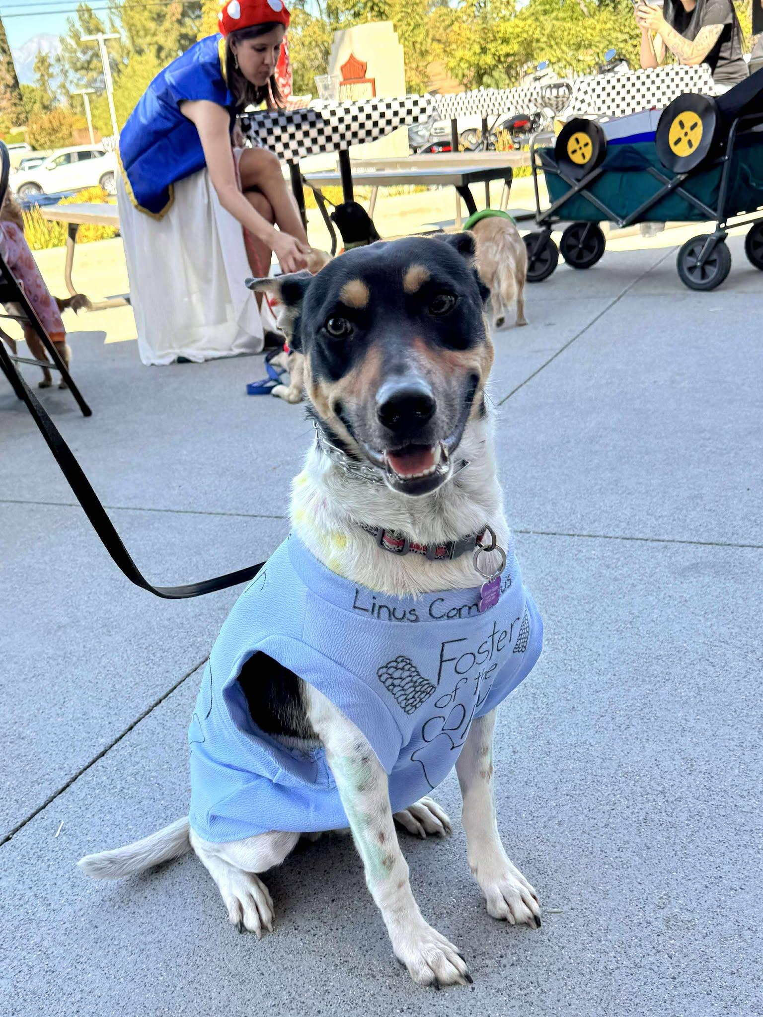 Linus, Adoptable, Young Male Australian Kelpie & Australian Shepherd.
