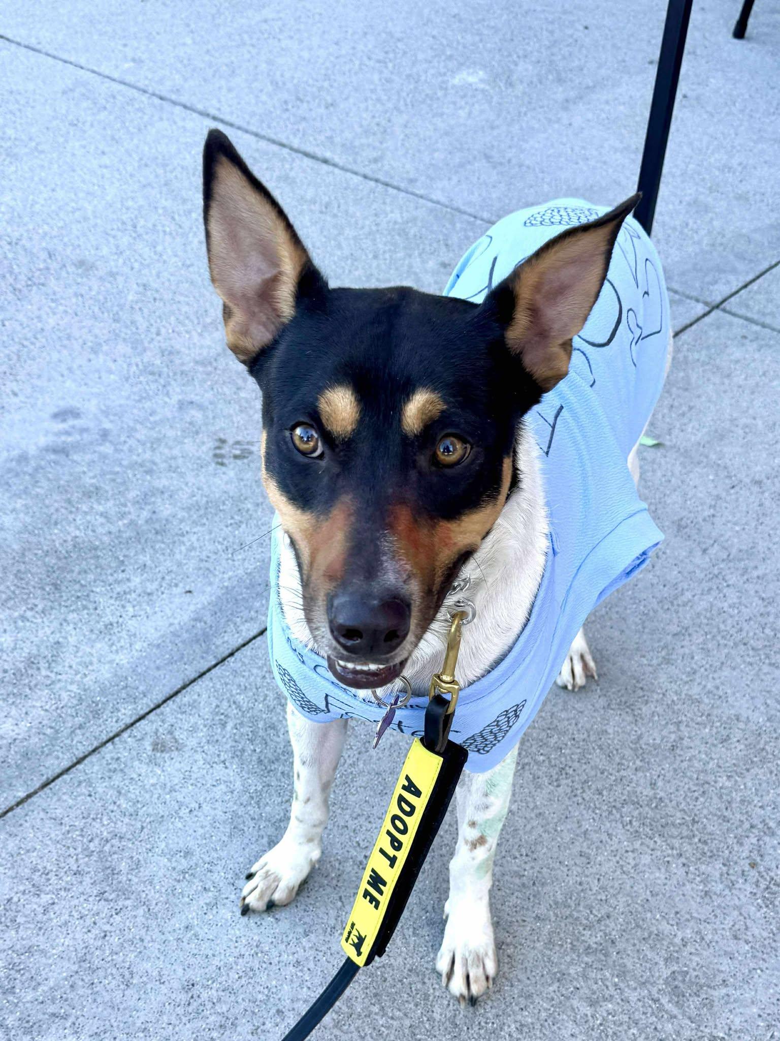 Enlarge Linus, a Adoptable mixed breed in San Bernardino, CA image 3/6