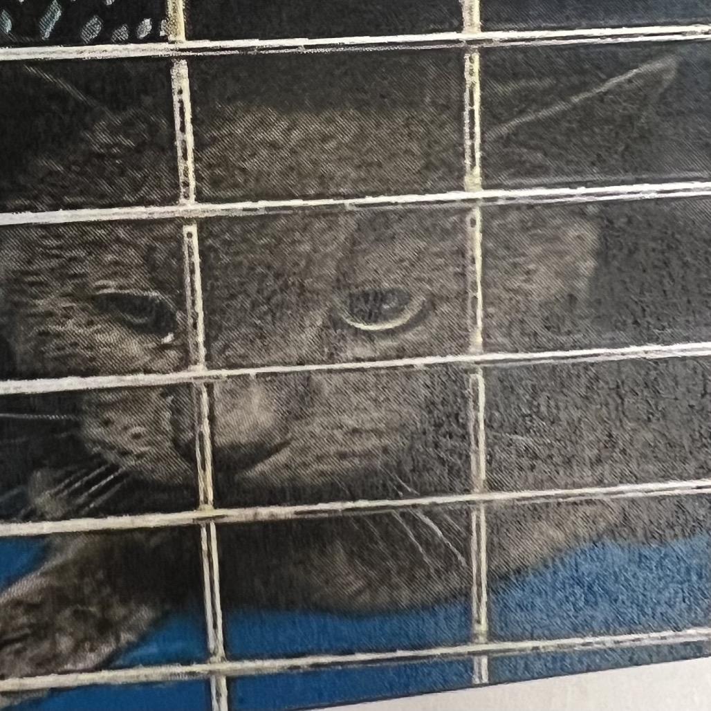 Capybara, a Adoptable Domestic Short Hair in Winston-Salem, NC image 1/2