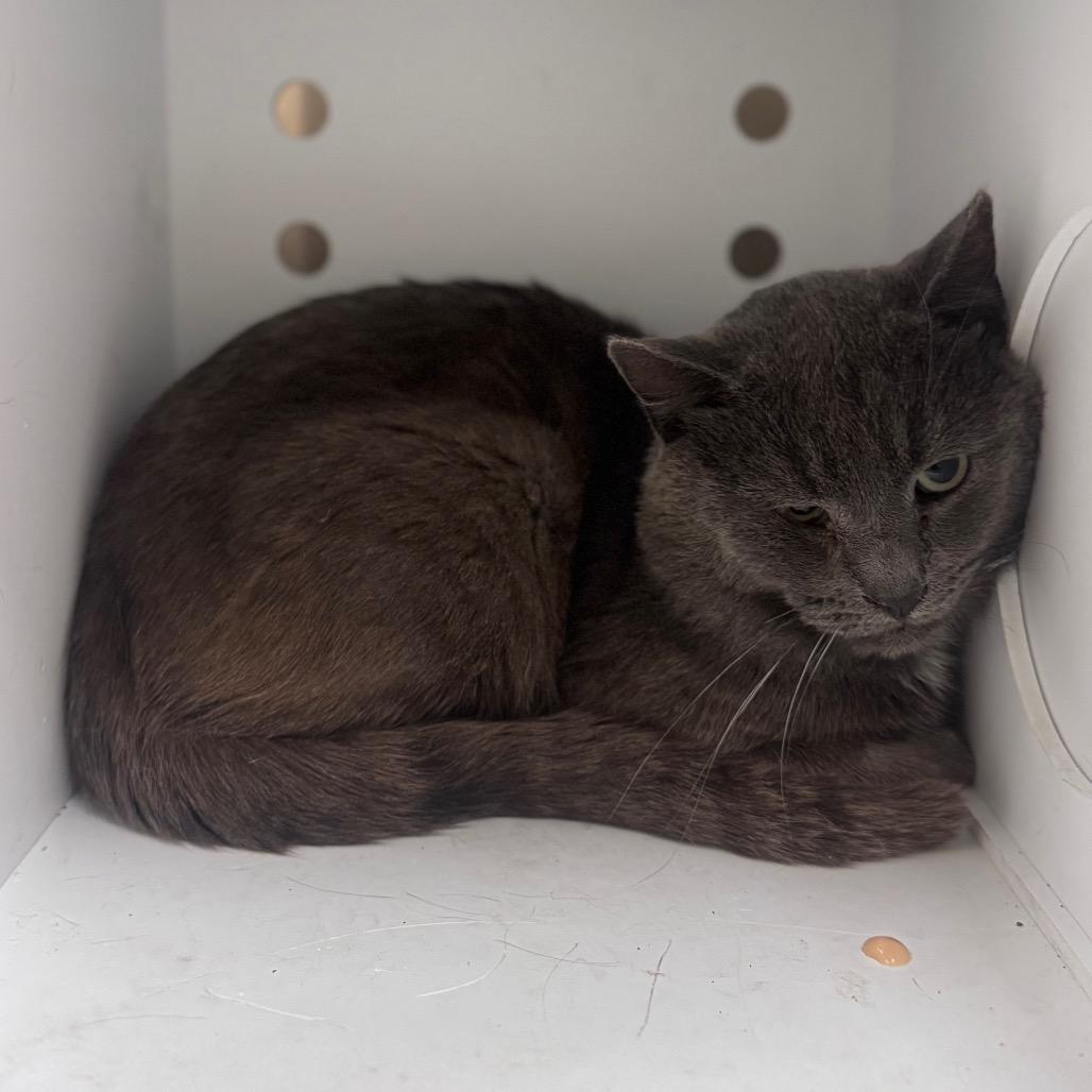 Capybara, a Adoptable Domestic Short Hair in Winston-Salem, NC image 2/2
