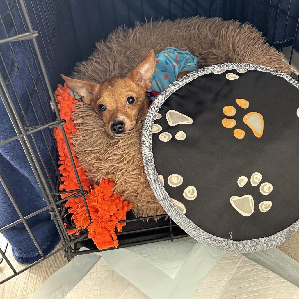 Captain, Adoptable, Young Male Chihuahua & Mixed Breed.