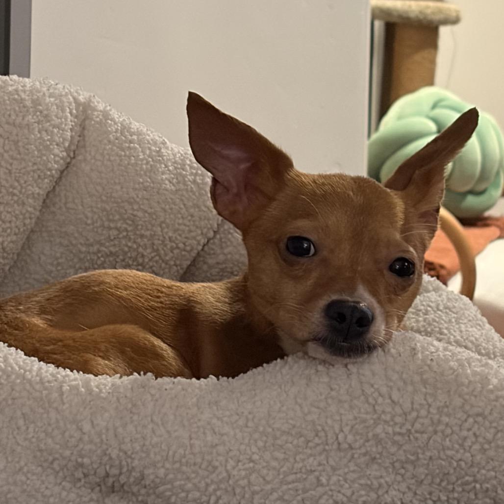 Enlarge Captain, a Adoptable mixed breed in San Diego, CA image 2/6