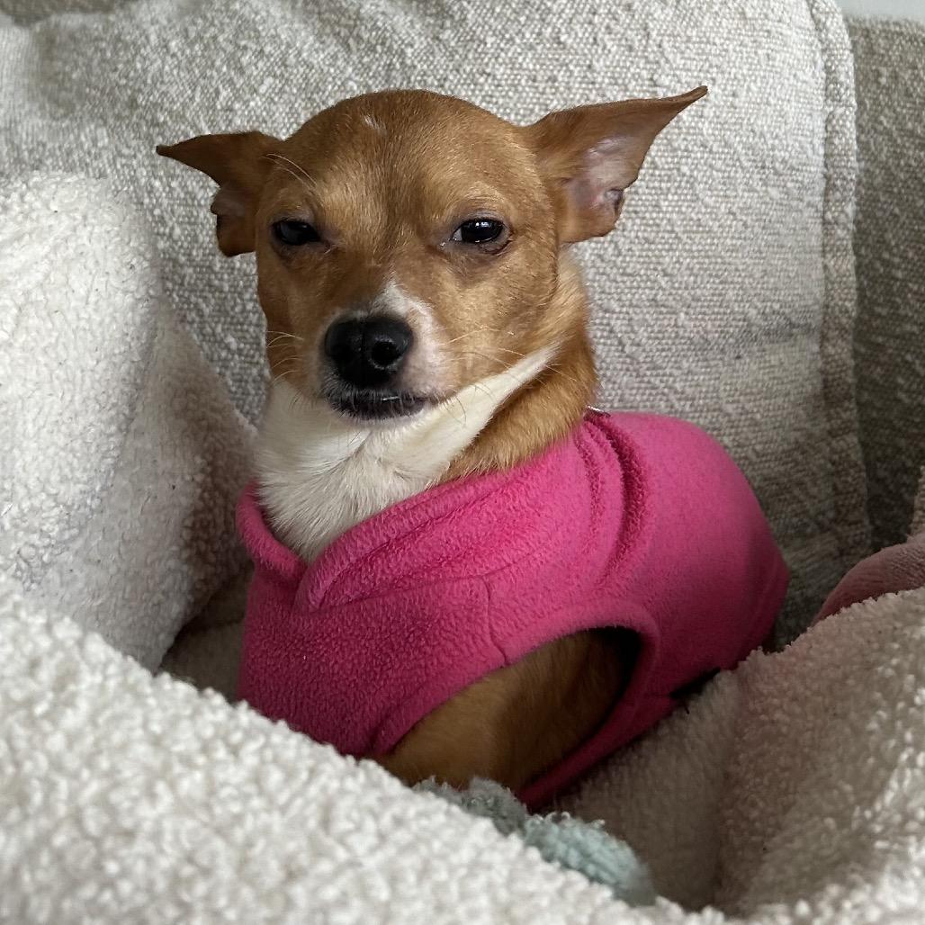 Captain, a Adoptable mixed breed in San Diego, CA image 4/6
