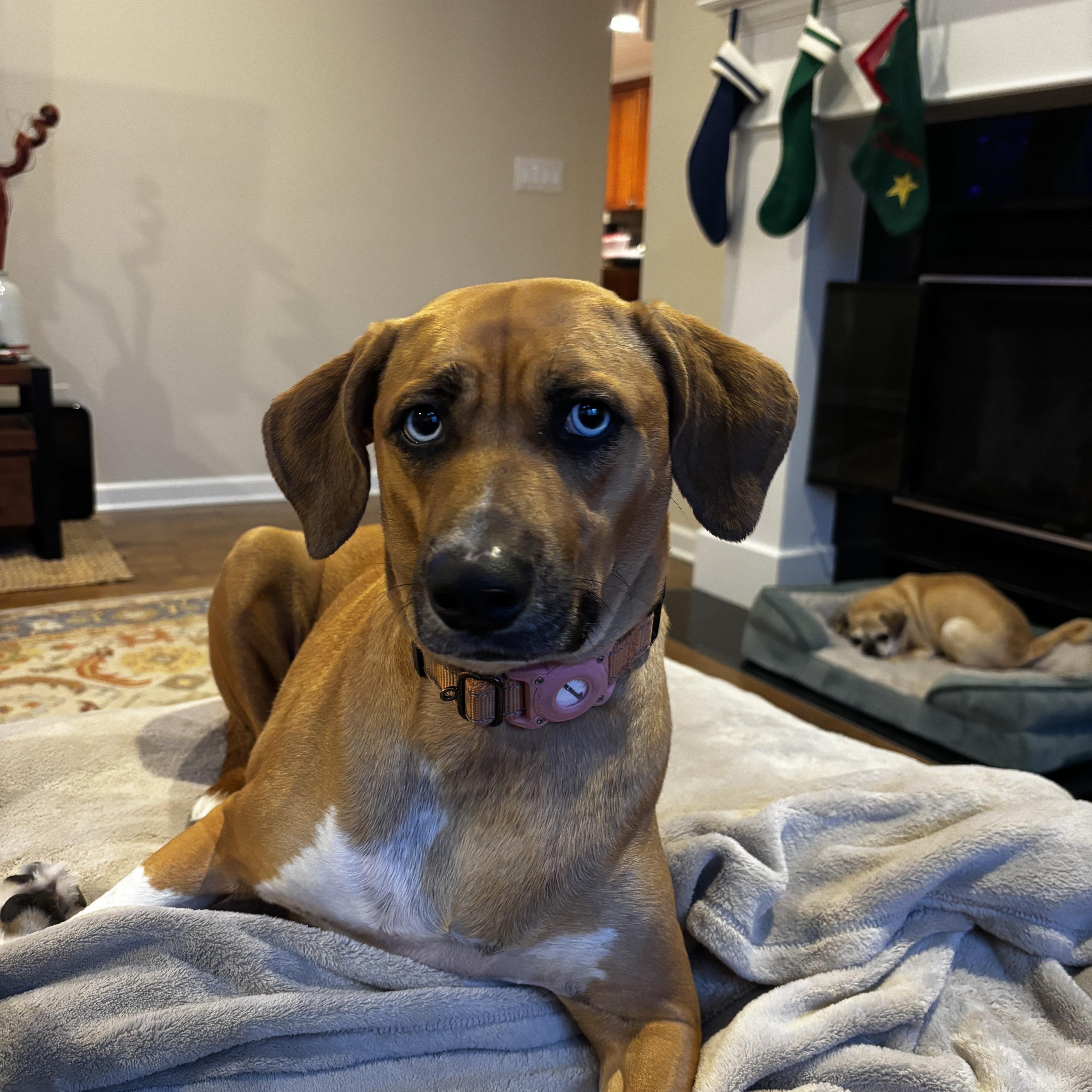 Enlarge Carrot, an adopted mixed breed in Powell, OH image 1/4