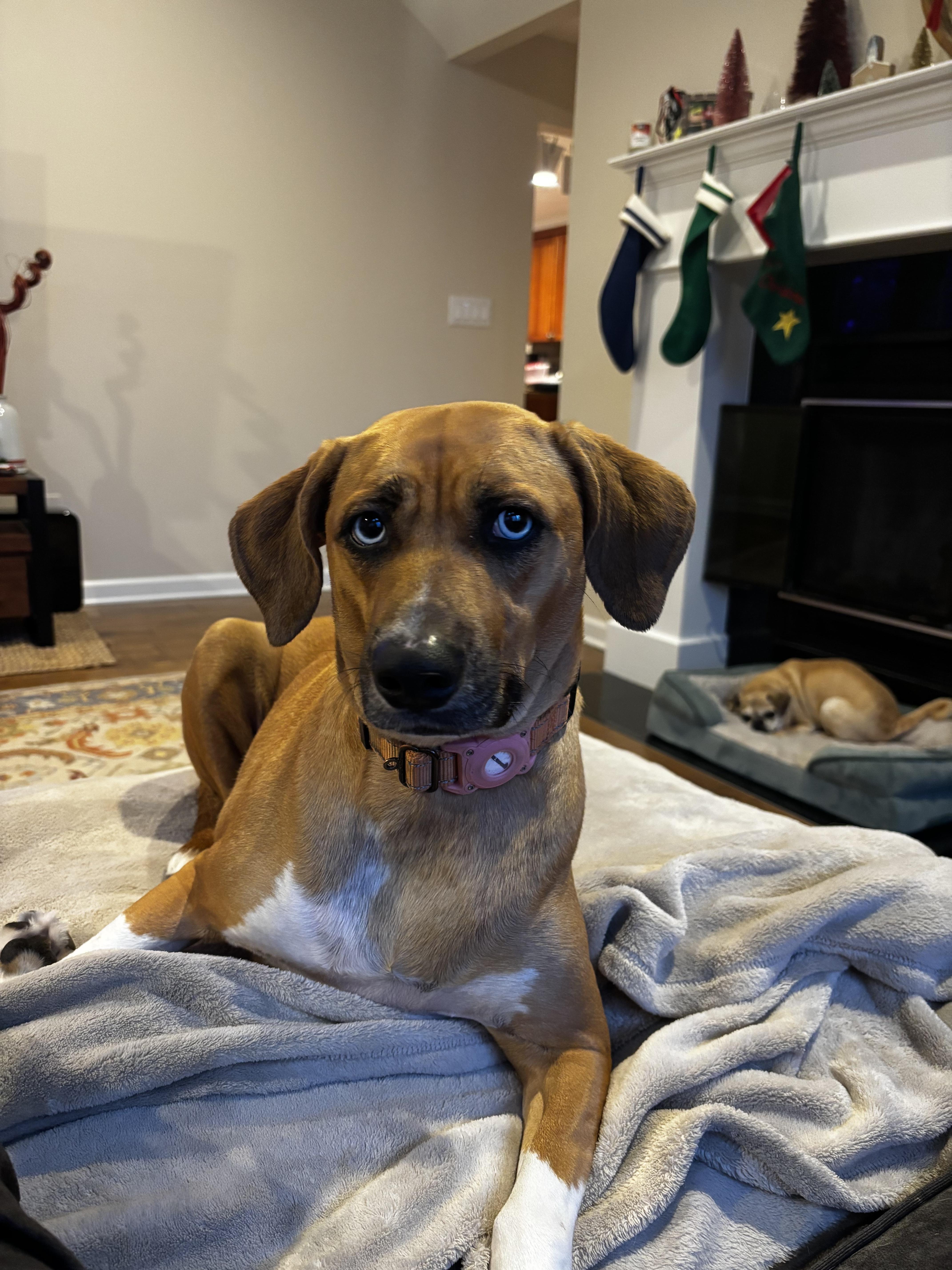 Carrot, a ADOPTABLE mixed breed in Powell, OH image 2/4