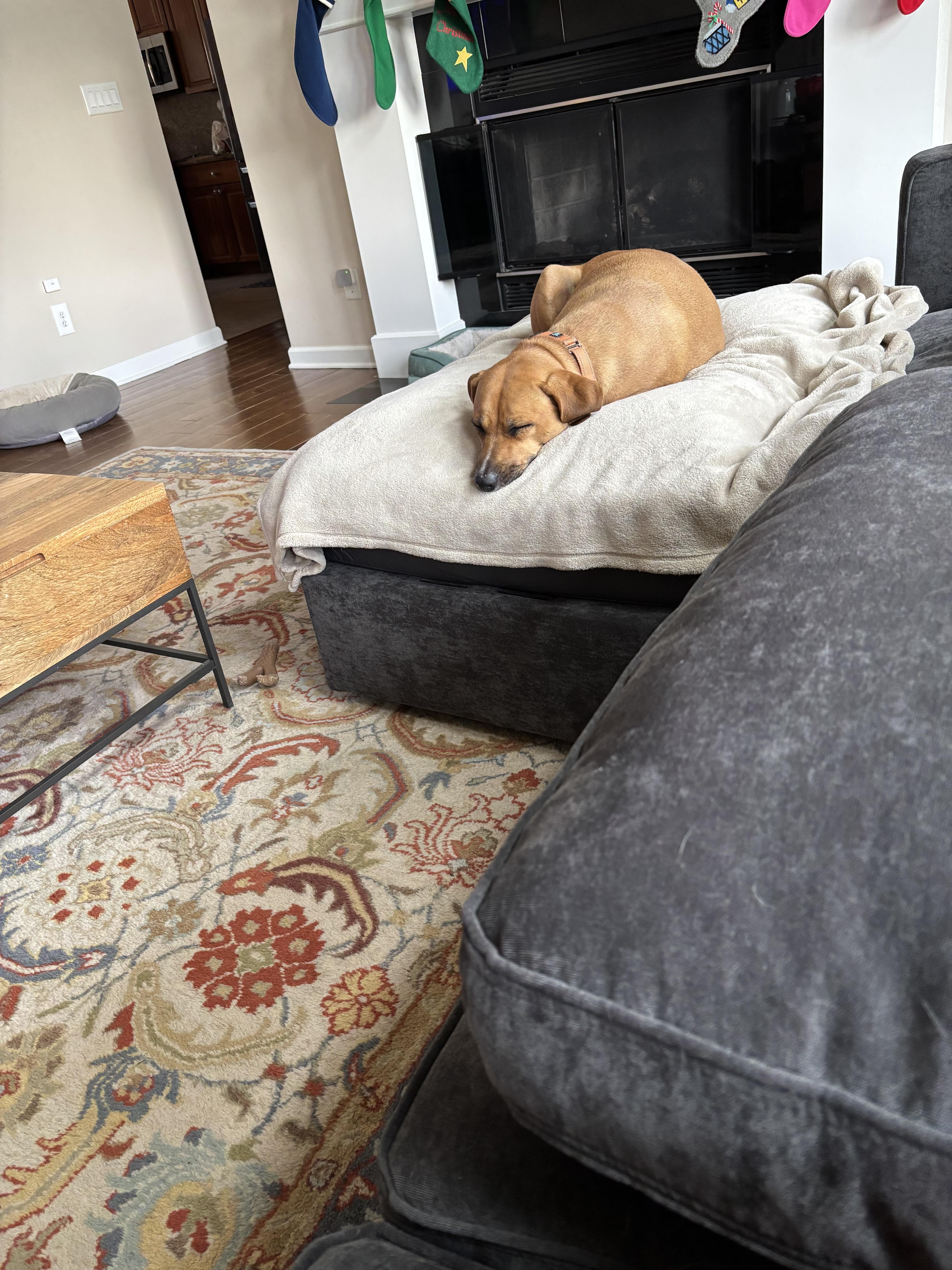 Carrot, a ADOPTABLE mixed breed in Powell, OH image 3/4