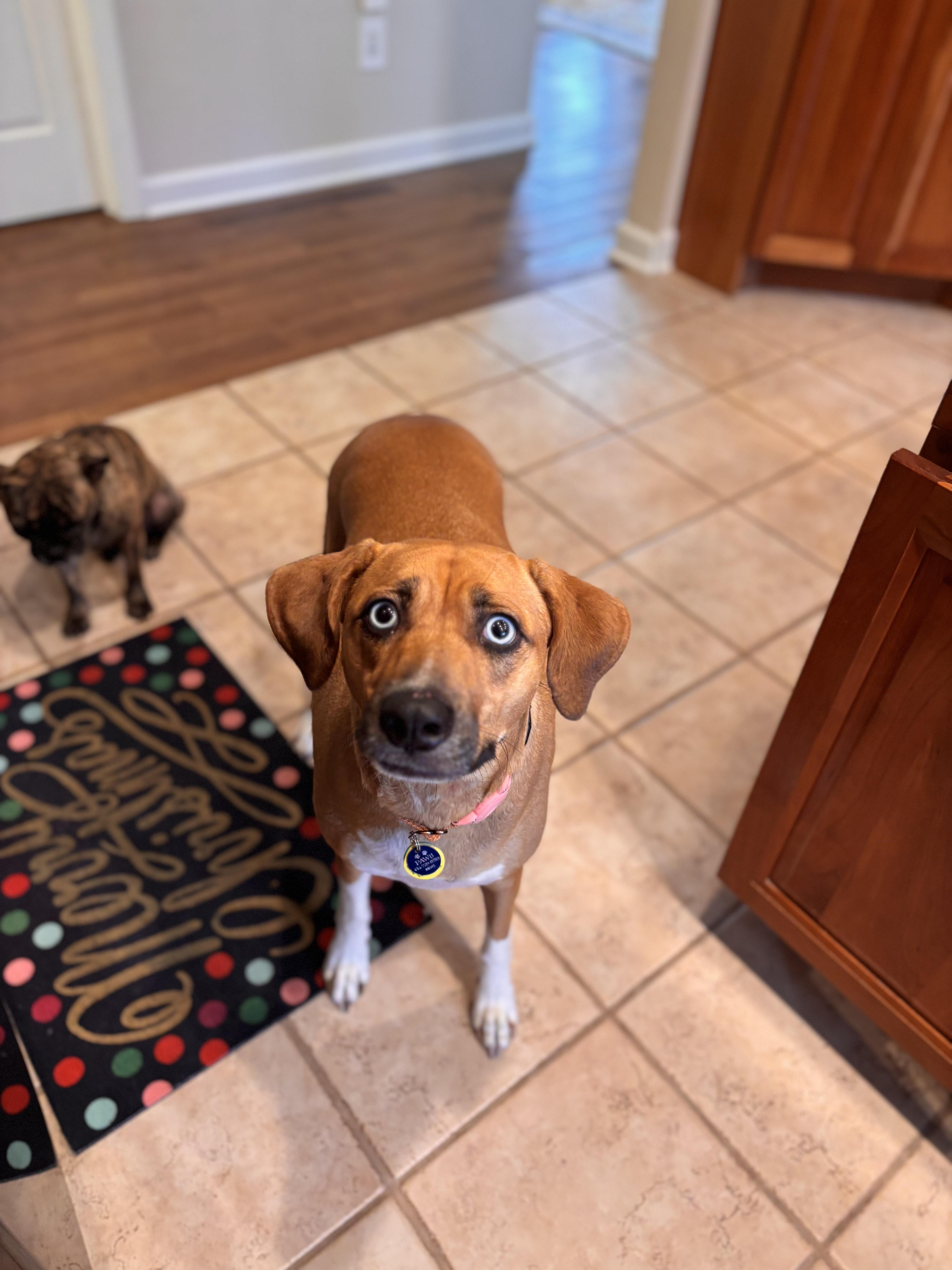 Carrot, ADOPTABLE, Adult Male Hound.