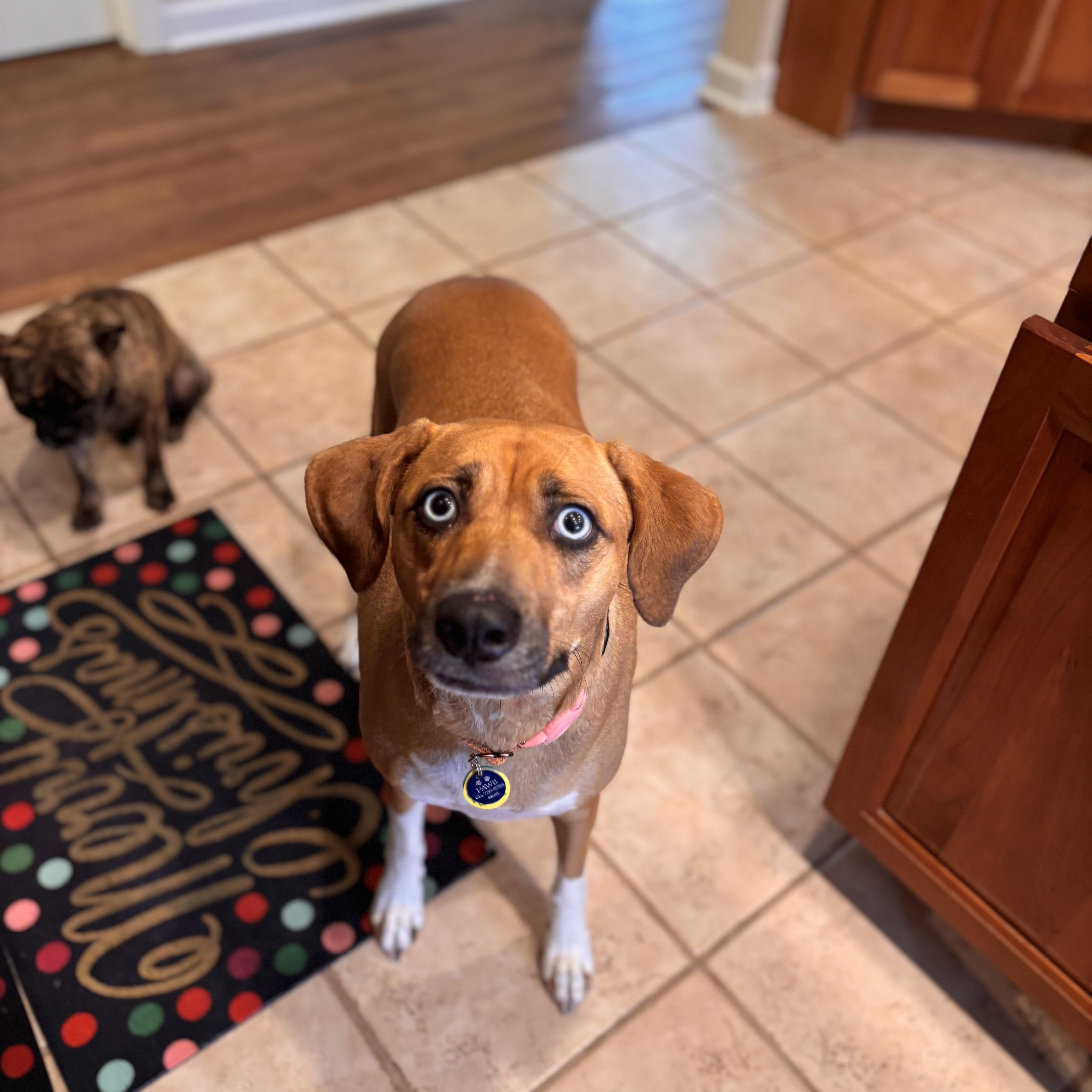 Enlarge Carrot, an adopted mixed breed in Powell, OH image 2/4