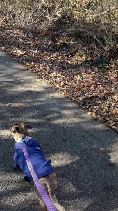 Enlarge Carrot, a ADOPTABLE mixed breed in Powell, OH video 4/4