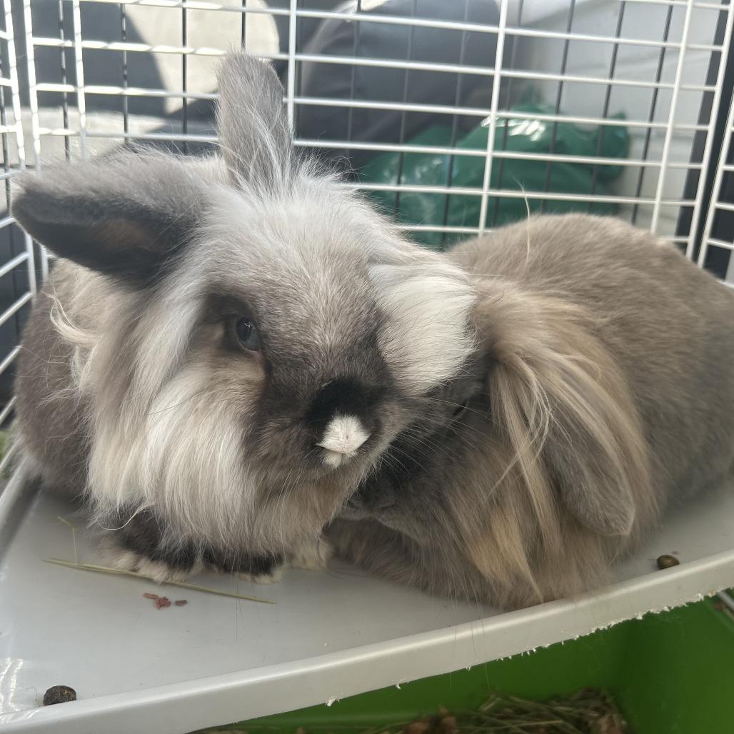 Diamond, Adoptable, Adult Female Lionhead & French Lop.