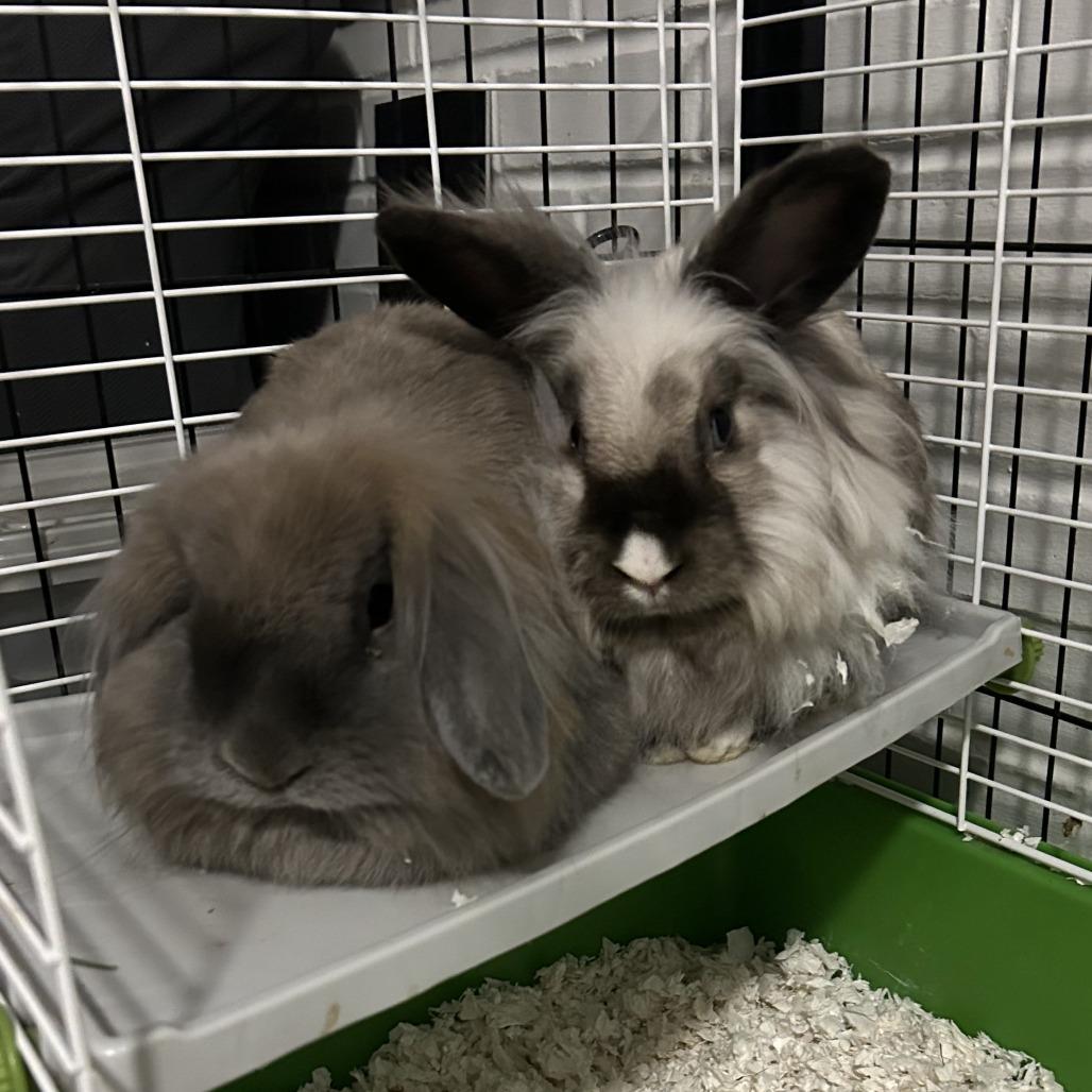 Diamond, a Adoptable mixed breed in Greenfield, IN image 3/4