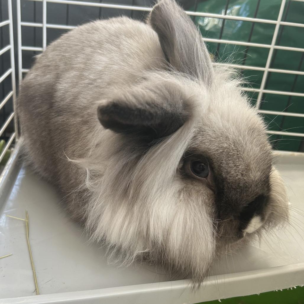 Diamond, a Adoptable mixed breed in Greenfield, IN image 4/4