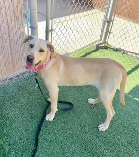 Enlarge Liberty, a ADOPTABLE Yellow Labrador Retriever in Mesquite, NV image 2/4