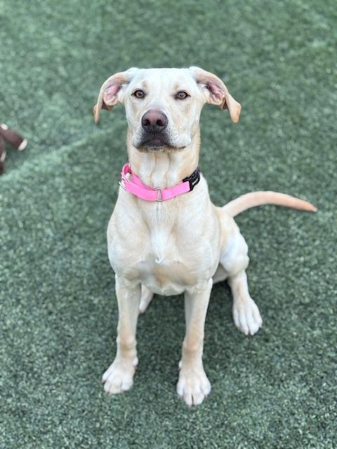 Liberty, adoptable, Young Female Yellow Labrador Retriever.