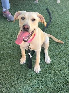 Enlarge Liberty, a ADOPTABLE Yellow Labrador Retriever in Mesquite, NV image 1/4