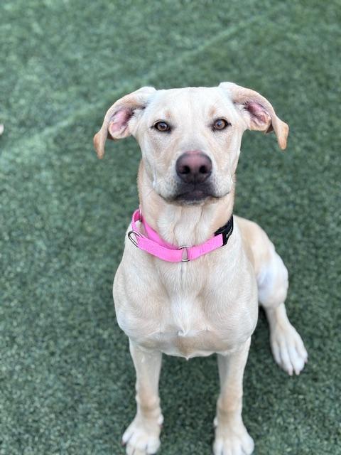 Enlarge Liberty, an adoptable Yellow Labrador Retriever in Mesquite, NV image 4/5