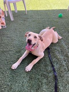 Enlarge Liberty, a ADOPTABLE Yellow Labrador Retriever in Mesquite, NV image 4/4
