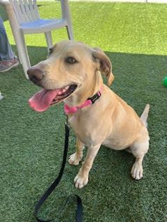 Enlarge Liberty, a ADOPTABLE Yellow Labrador Retriever in Mesquite, NV image 3/4