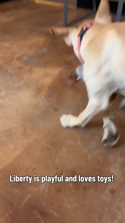 Enlarge Liberty, an adoptable Yellow Labrador Retriever in Mesquite, NV video 6/6