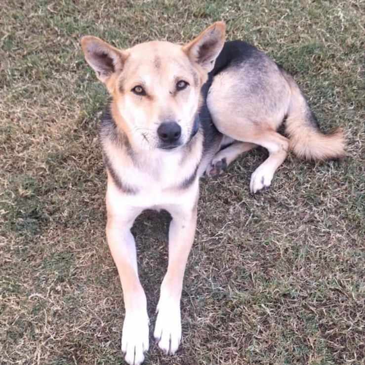 SASHA photo