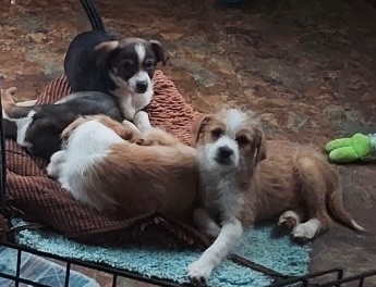 Enlarge Fruit loop, a Adopted mixed breed in Columbia, SC image 1/3