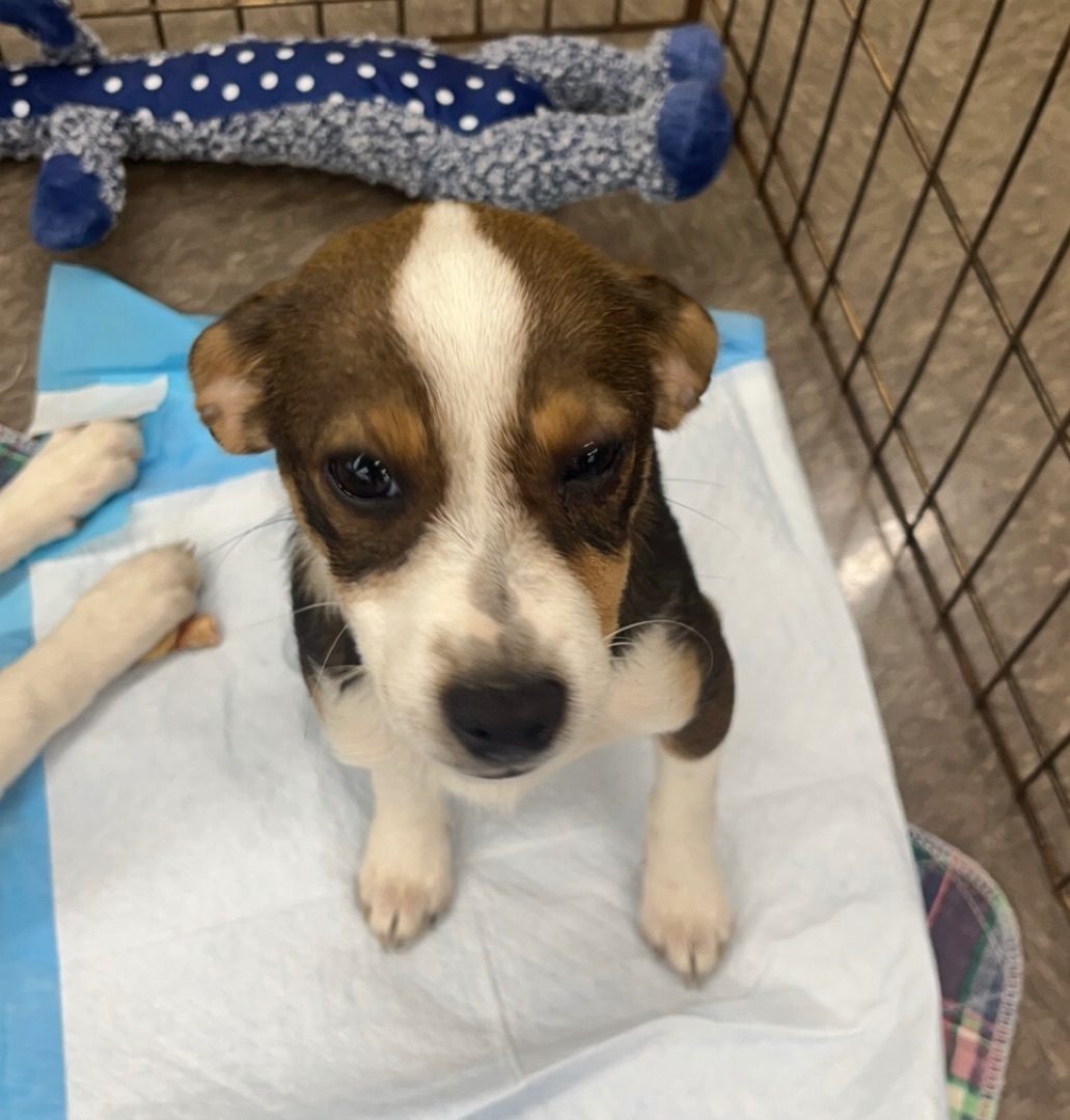 Enlarge Fruit loop, a Adopted mixed breed in Columbia, SC image 2/3