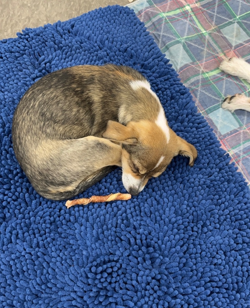 Enlarge Fruit loop, a Adopted mixed breed in Columbia, SC image 3/3