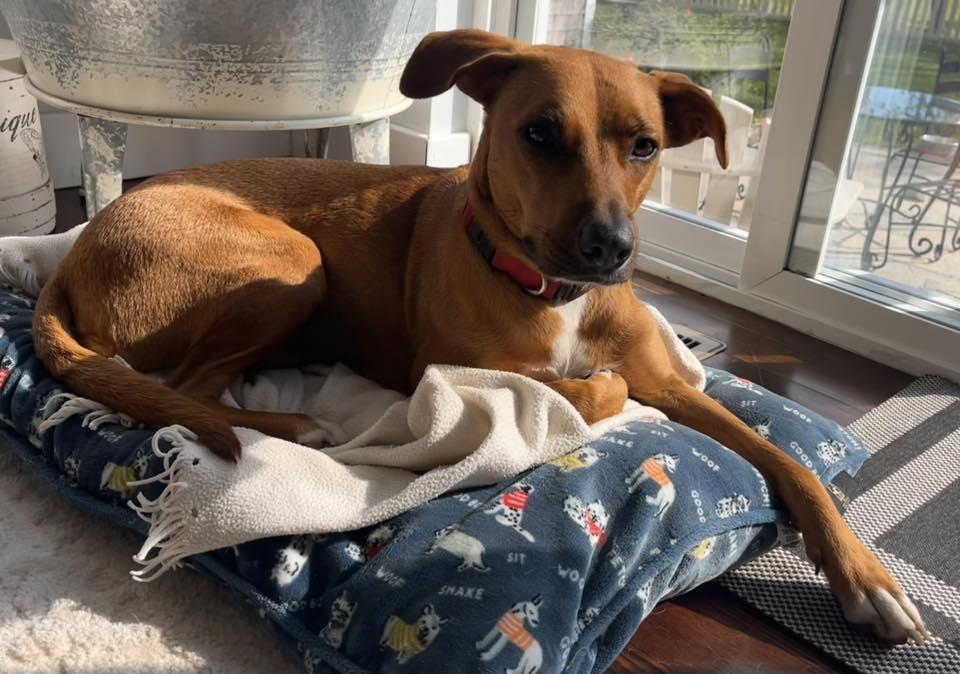 Dani, ADOPTABLE, Adult Female Black Mouth Cur & Labrador Retriever.