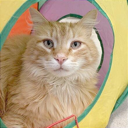 Enlarge Mufasa, a Adoptable Domestic Long Hair in Marshall, VA image 1/6