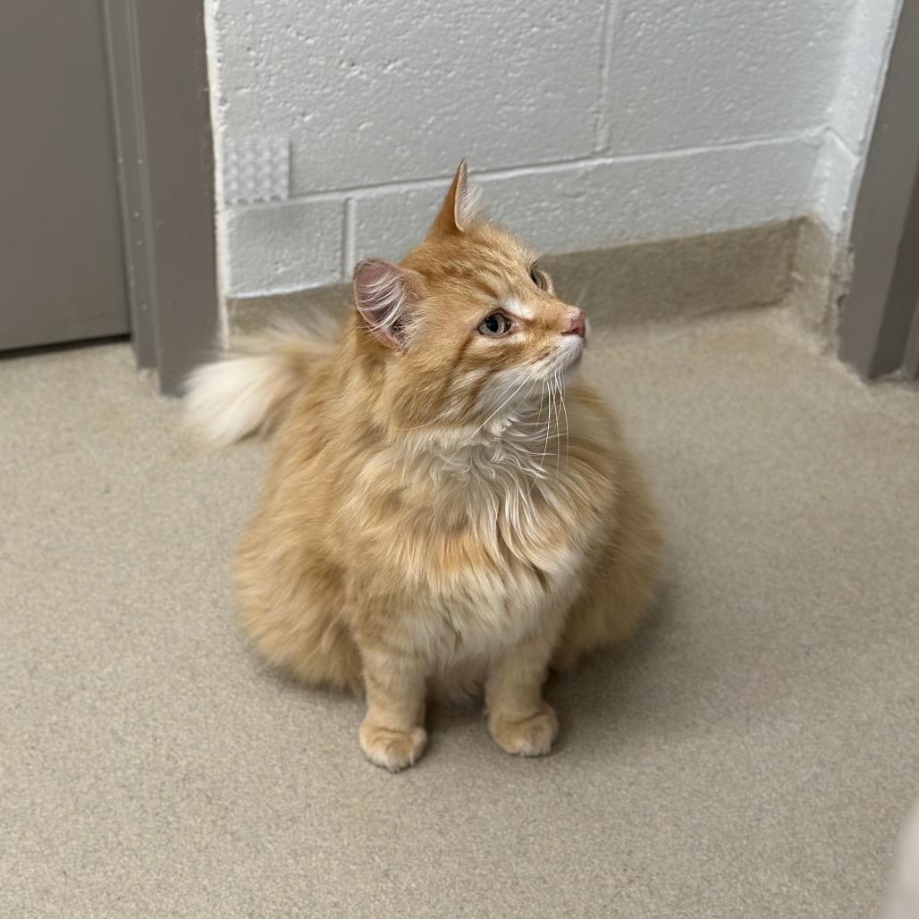 Enlarge Jarvis, a Adoptable Domestic Long Hair in Marshall, VA image 1/5
