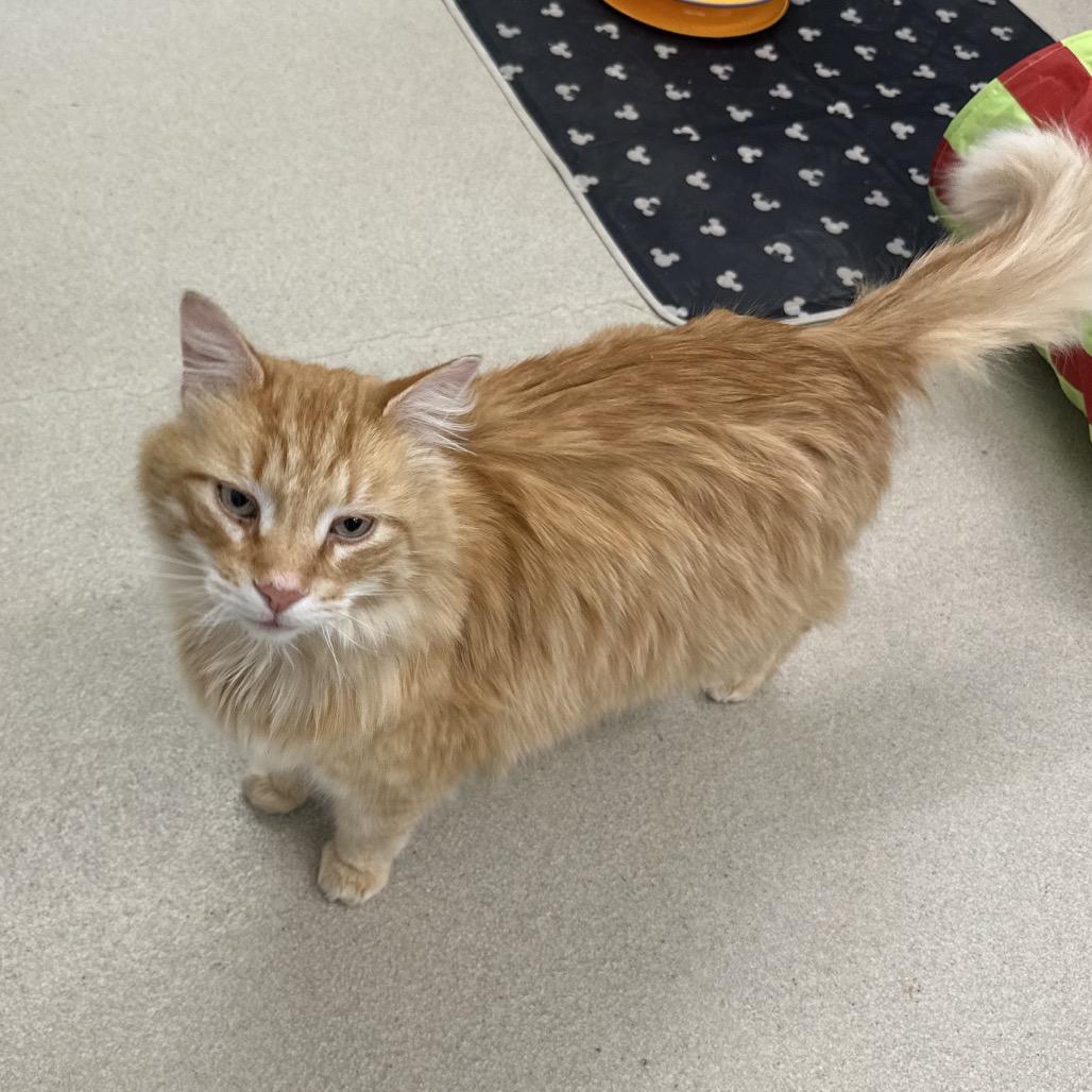 Enlarge Mufasa, a Adoptable Domestic Long Hair in Marshall, VA image 3/6